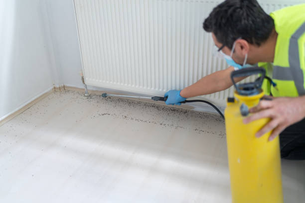 Best Termite Control Services  in Mino, CA